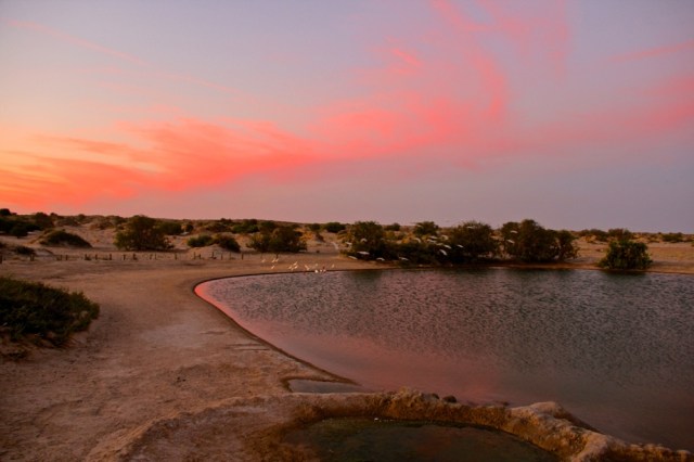 Birds playing in the only water for miles in the Strzelecki Desert
